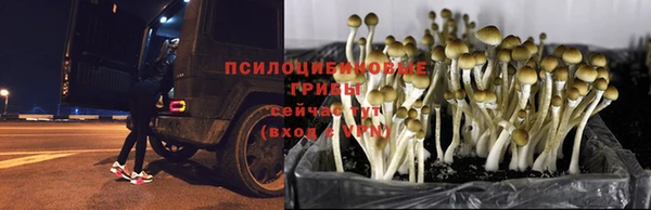таблы Богданович